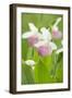 Lady Slipper Trio-CLHeesen-Framed Photographic Print