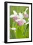 Lady Slipper Trio-CLHeesen-Framed Photographic Print