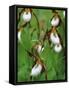 Lady Slippers in the Flathead National Forest, Montana, USA-Chuck Haney-Framed Stretched Canvas