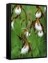 Lady Slippers in the Flathead National Forest, Montana, USA-Chuck Haney-Framed Stretched Canvas