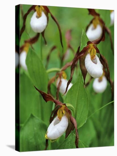 Lady Slippers in the Flathead National Forest, Montana, USA-Chuck Haney-Stretched Canvas