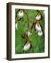 Lady Slippers in the Flathead National Forest, Montana, USA-Chuck Haney-Framed Photographic Print