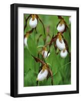 Lady Slippers in the Flathead National Forest, Montana, USA-Chuck Haney-Framed Photographic Print