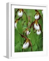 Lady Slippers in the Flathead National Forest, Montana, USA-Chuck Haney-Framed Photographic Print