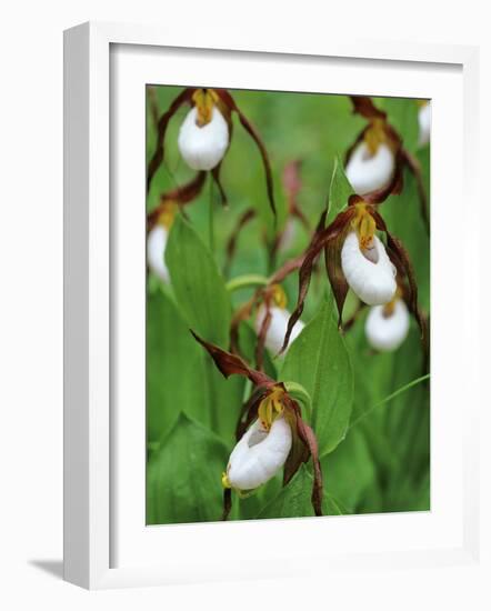 Lady Slippers in the Flathead National Forest, Montana, USA-Chuck Haney-Framed Photographic Print