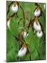 Lady Slippers in the Flathead National Forest, Montana, USA-Chuck Haney-Mounted Photographic Print