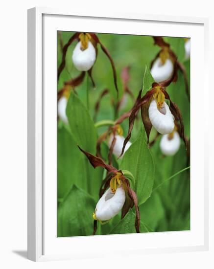 Lady Slippers in the Flathead National Forest, Montana, USA-Chuck Haney-Framed Photographic Print