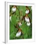 Lady Slippers in the Flathead National Forest, Montana, USA-Chuck Haney-Framed Photographic Print