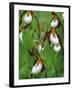 Lady Slippers in the Flathead National Forest, Montana, USA-Chuck Haney-Framed Photographic Print