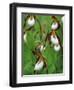 Lady Slippers in the Flathead National Forest, Montana, USA-Chuck Haney-Framed Photographic Print