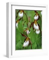 Lady Slippers in the Flathead National Forest, Montana, USA-Chuck Haney-Framed Photographic Print