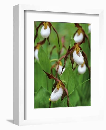 Lady Slippers in the Flathead National Forest, Montana, USA-Chuck Haney-Framed Photographic Print