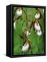 Lady Slippers in the Flathead National Forest, Montana, USA-Chuck Haney-Framed Stretched Canvas