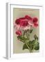 Lady Washington Geranium-null-Framed Art Print