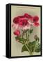 Lady Washington Geranium-null-Framed Stretched Canvas