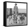 Lady Weymouth with Her Greyhounds-null-Framed Stretched Canvas