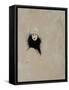 Lady with Black Fur 2015-Susan Adams-Framed Stretched Canvas