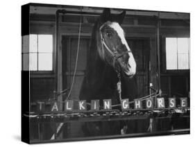 Lady Wonder, a Clairvoyant Talking Horse, Can Count and Spell Its Name-Hank Walker-Stretched Canvas