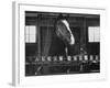 Lady Wonder, a Clairvoyant Talking Horse, Can Count and Spell Its Name-Hank Walker-Framed Photographic Print