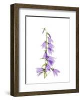 Ladybells-Judy Stalus-Framed Art Print