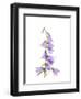 Ladybells-Judy Stalus-Framed Art Print