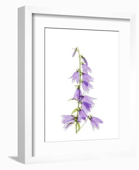 Ladybells-Judy Stalus-Framed Art Print