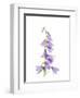 Ladybells-Judy Stalus-Framed Art Print