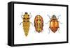 Ladybird Beetle Larva, Pupa and Adult (Coccinellidae), Ladybug, Insects-Encyclopaedia Britannica-Framed Stretched Canvas