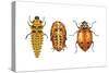 Ladybird Beetle Larva, Pupa and Adult (Coccinellidae), Ladybug, Insects-Encyclopaedia Britannica-Stretched Canvas