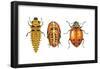 Ladybird Beetle Larva, Pupa and Adult (Coccinellidae), Ladybug, Insects-Encyclopaedia Britannica-Framed Poster