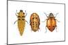 Ladybird Beetle Larva, Pupa and Adult (Coccinellidae), Ladybug, Insects-Encyclopaedia Britannica-Mounted Poster