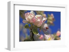Ladybird on Apple Blossom-Ludwig Mallaun-Framed Photographic Print