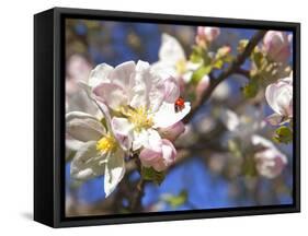 Ladybird on Apple Blossoms-Ludwig Mallaun-Framed Stretched Canvas