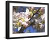 Ladybird on Apple Blossoms-Ludwig Mallaun-Framed Photographic Print