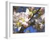 Ladybird on Apple Blossoms-Ludwig Mallaun-Framed Photographic Print