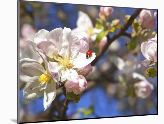 Ladybird on Apple Blossoms-Ludwig Mallaun-Mounted Photographic Print