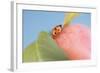 Ladybird on Apple with Leaves-Eising Studio - Food Photo and Video-Framed Photographic Print