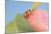 Ladybird on Apple with Leaves-Eising Studio - Food Photo and Video-Mounted Photographic Print