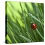 Ladybird on Grass-Didecs-Stretched Canvas