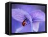 Ladybird on Purple Hydrangea-Ellen Van-Framed Stretched Canvas