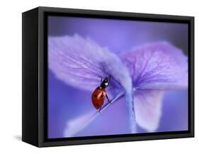 Ladybird on Purple Hydrangea-Ellen Van-Framed Stretched Canvas