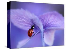 Ladybird on Purple Hydrangea-Ellen Van-Stretched Canvas