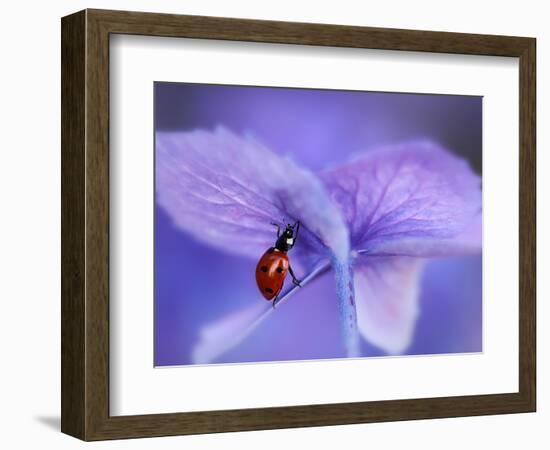 Ladybird on Purple Hydrangea-Ellen Van-Framed Photographic Print