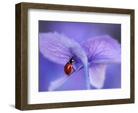 Ladybird on Purple Hydrangea-Ellen Van-Framed Photographic Print