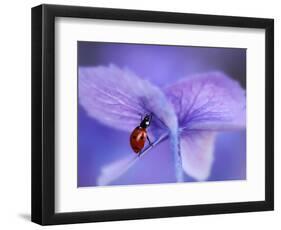 Ladybird on Purple Hydrangea-Ellen Van-Framed Photographic Print