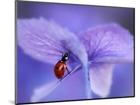 Ladybird on Purple Hydrangea-Ellen Van-Mounted Photographic Print