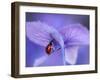 Ladybird on Purple Hydrangea-Ellen Van-Framed Photographic Print