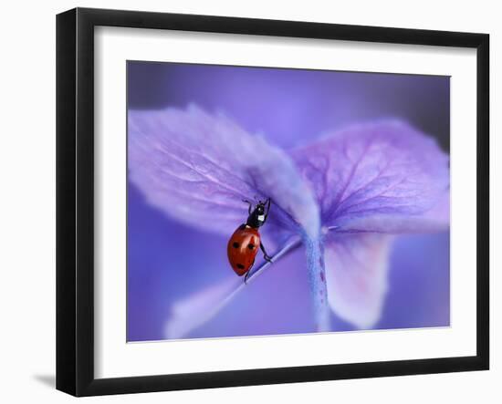 Ladybird on Purple Hydrangea-Ellen Van-Framed Photographic Print