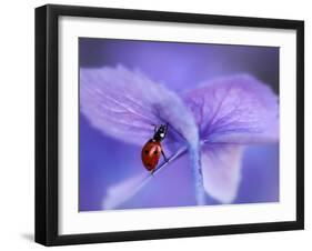 Ladybird on Purple Hydrangea-Ellen Van-Framed Photographic Print