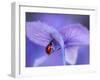 Ladybird on Purple Hydrangea-Ellen Van-Framed Photographic Print